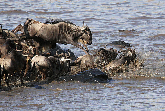 Masaï Mara : crossing the Mara river