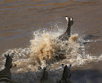 Masaï Mara - crossing the river