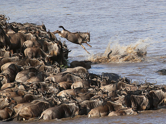 Masaï Mara - crossing the river