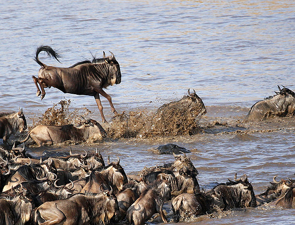 Masaï Mara - crossing the river