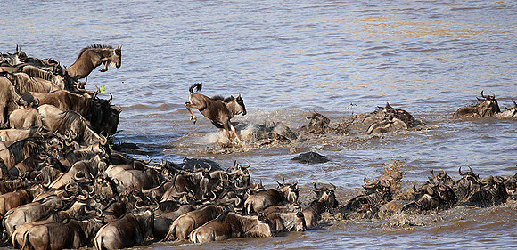Masaï Mara : crossing the Mara river