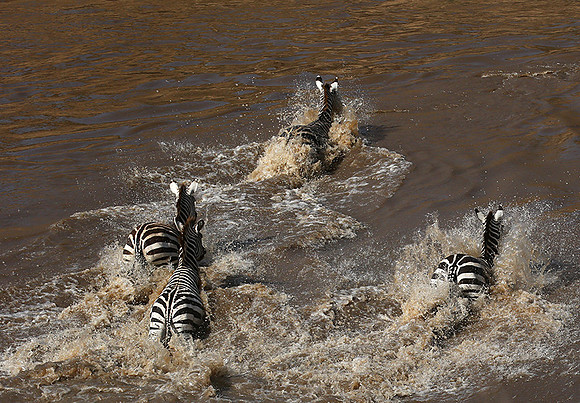 Masaï Mara : crossing the Mara river