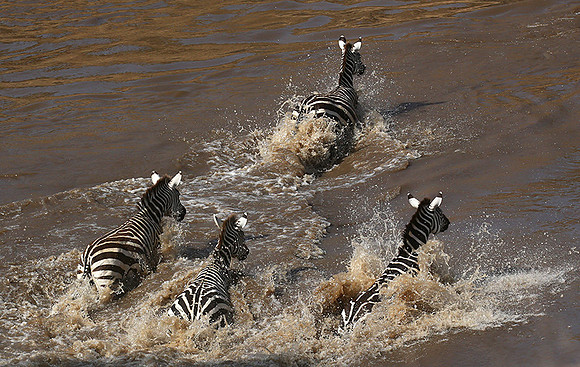 Masaï Mara : crossing the Mara river