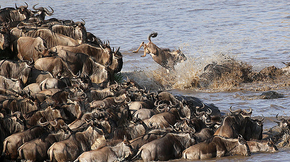 Masaï Mara - crossing the river