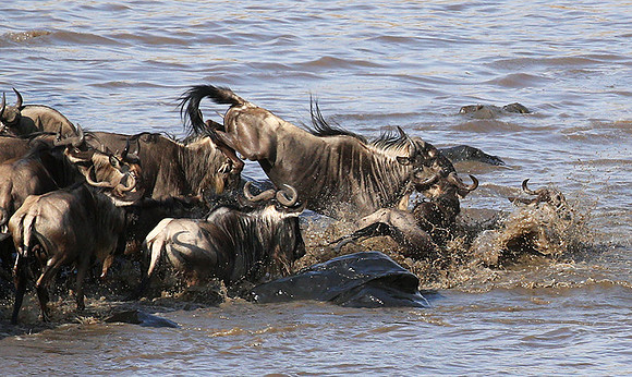 Masaï Mara : crossing the Mara river