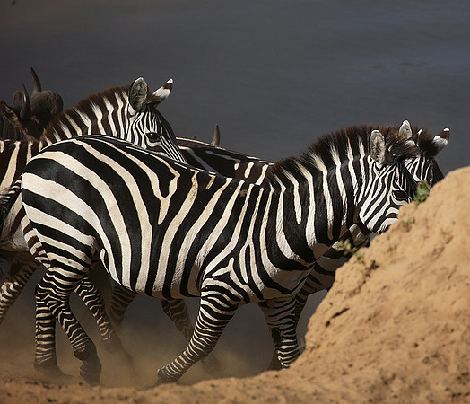 Masaï Mara : waiting to cross the Mara river