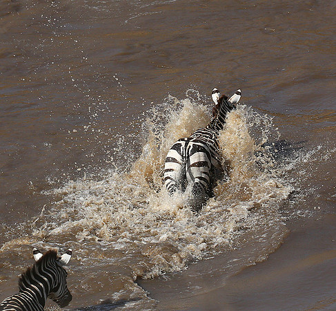 Masaï Mara - crossing the river