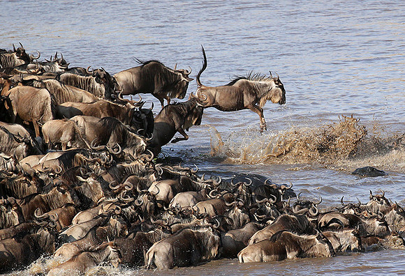 Masaï Mara - crossing the river