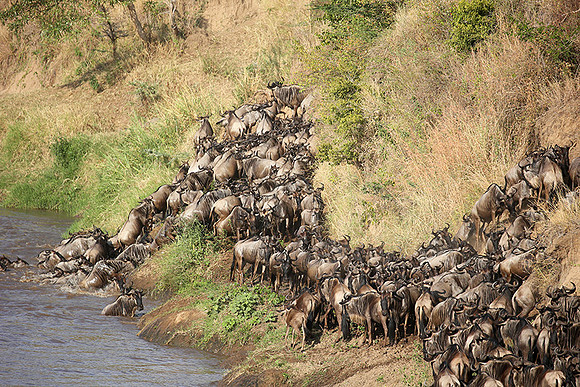 Masaï Mara - crossing the river