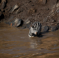 Masaï Mara - crossing the river