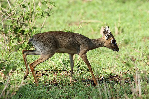 Meru NP