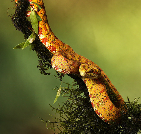Eyelash palm pitviper