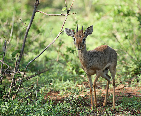 Meru NP