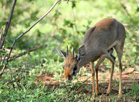 Meru NP
