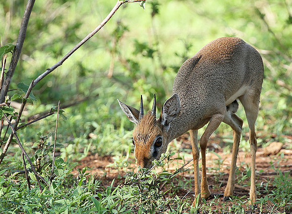 Meru NP