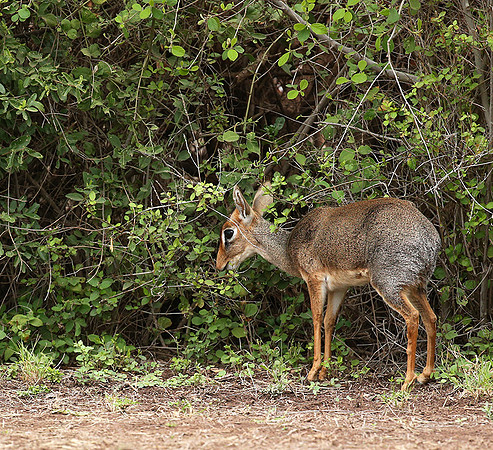 Amboseli