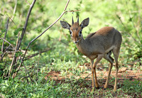 Meru NP
