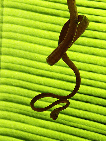 Plain blunt headed tree snake