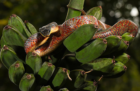 Bird eater snake