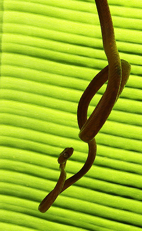 Plain blunt headed tree snake