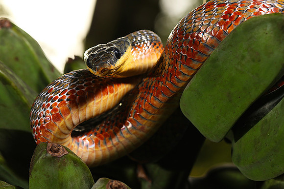 Bird eater snake