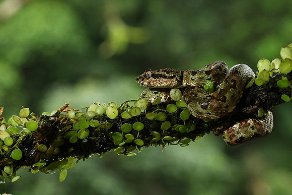 Eyelash palm-pitviper