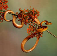 Plain blunt headed tree snake