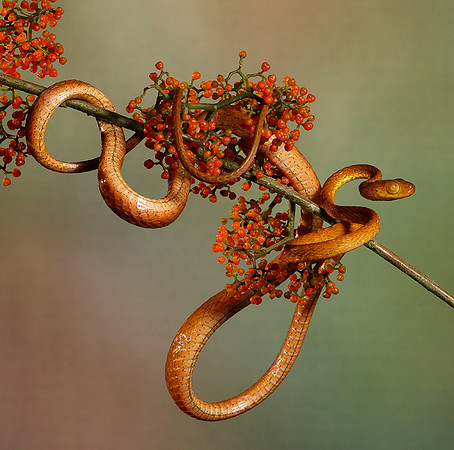 Plain blunt headed tree snake