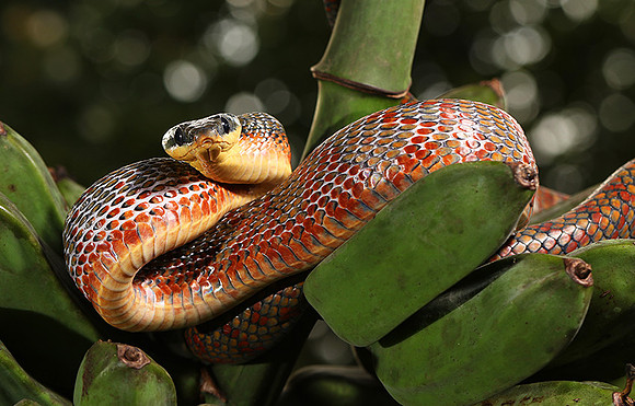 Bird-eater snake - non venomous