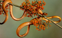Plain blunt headed tree snake
