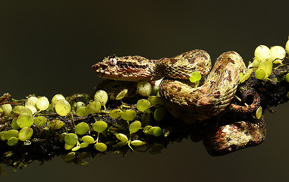 Eyelash palm pitviper