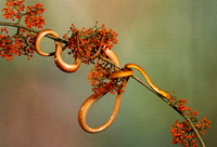 Plain blunt headed tree snake