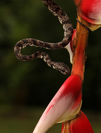 Mottled snail eater