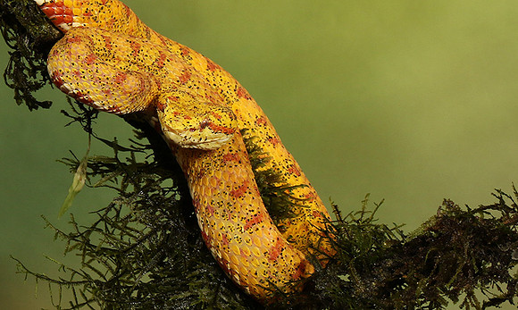 Eyelash palm pitviper