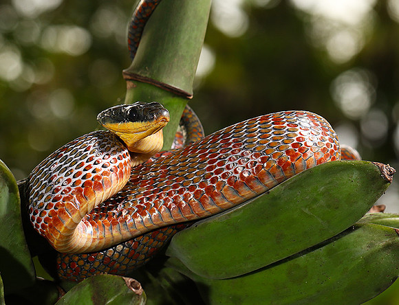 Bird eater snake