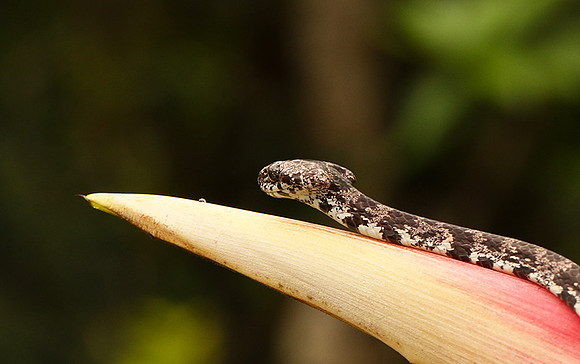 Mottled snail eater