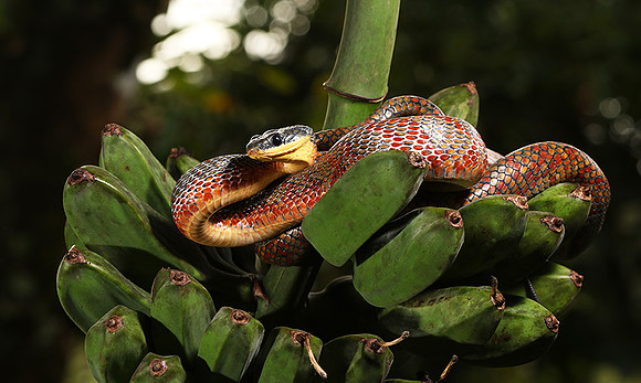 Bird-eater snake - non venomous