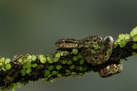 Eyelash palm-pitviper
