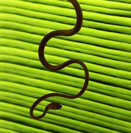 Plain blunt headed tree snake