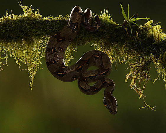 Boa constrictor