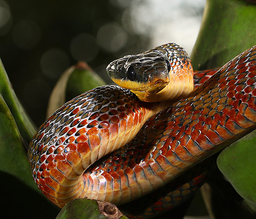 Bird eater snake