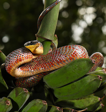 Bird eater snake