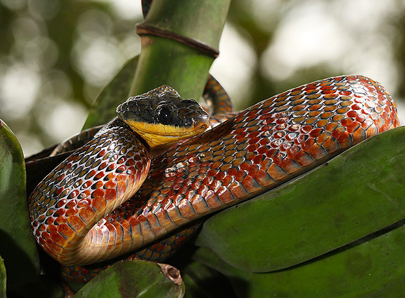 Bird eater snake