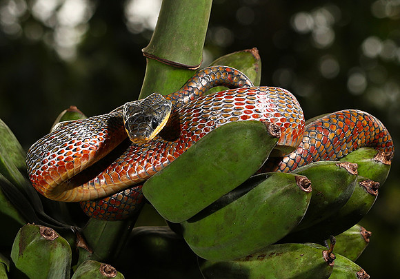 Bird eater snake