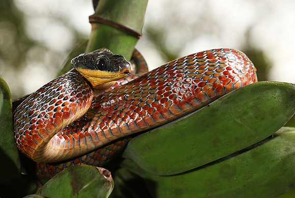 Bird-eater snake - non venomous