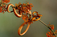 Plain blunt headed tree snake