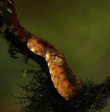 Eyelash palm pitviper