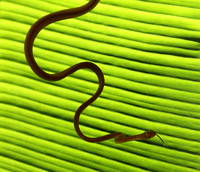 Plain blunt headed tree snake