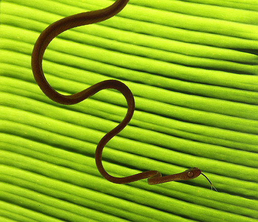 Plain blunt headed tree snake