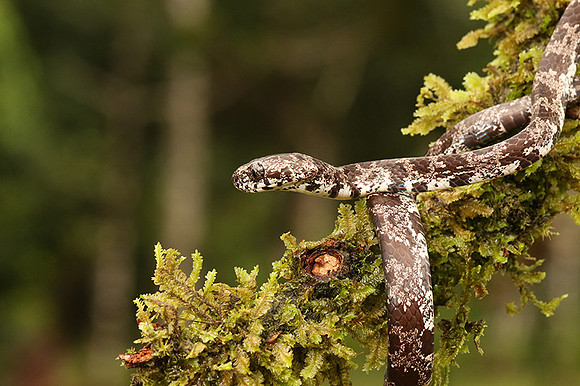 Mottled snail eater